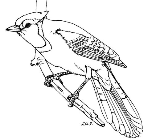 Dibujo de Jay Bird Normal para Colorear