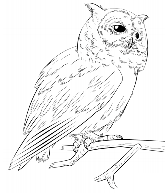Dibujo de Búho en Rama para Colorear