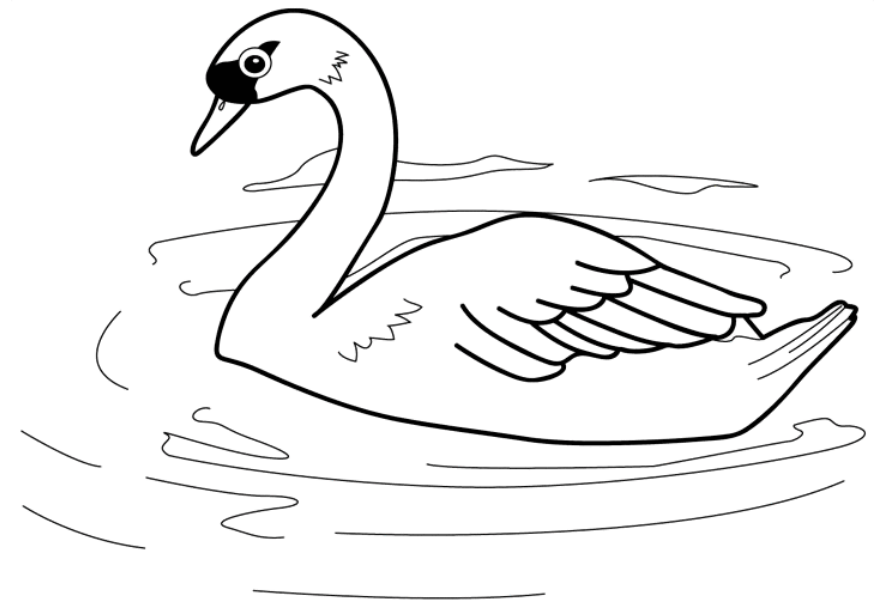 Dibujo de Cisne Natacion para Colorear