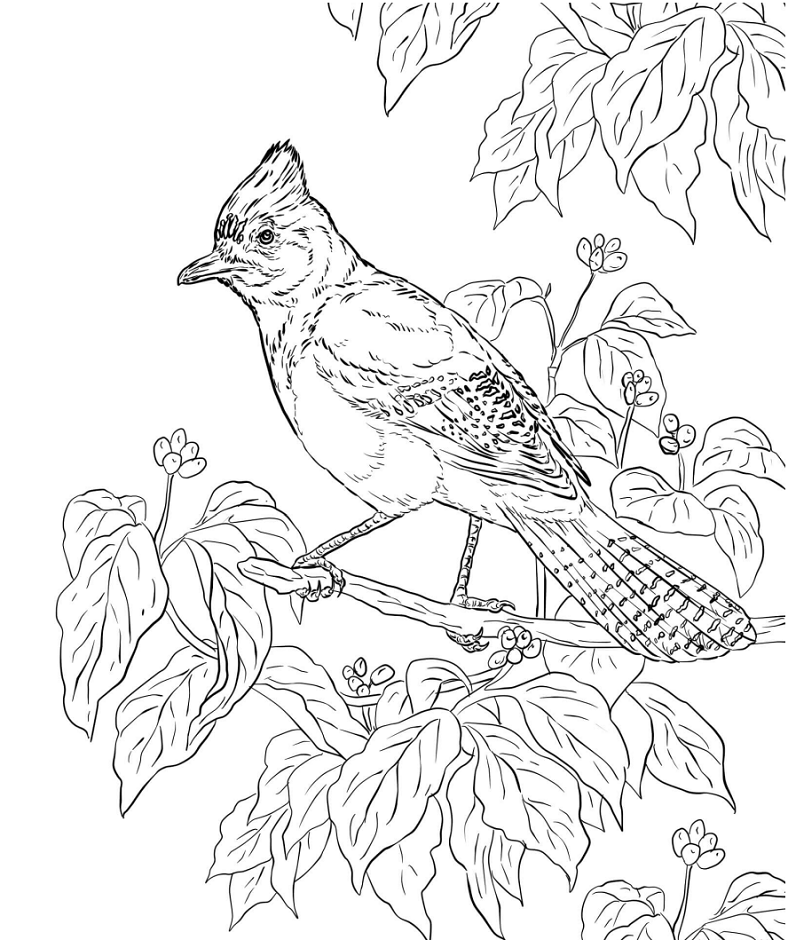 Dibujo de Jays en Rama para Colorear