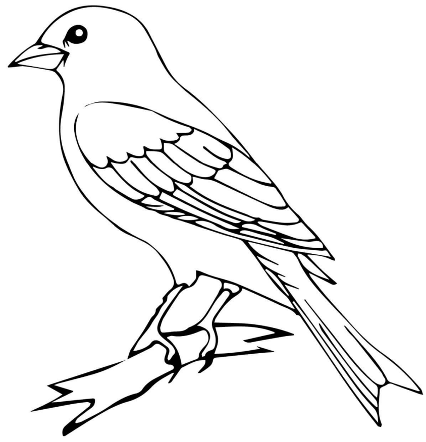 Dibujo de Pájaro Canario para Colorear