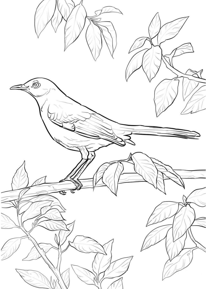 Dibujo de Ruisenor en Rama para Colorear