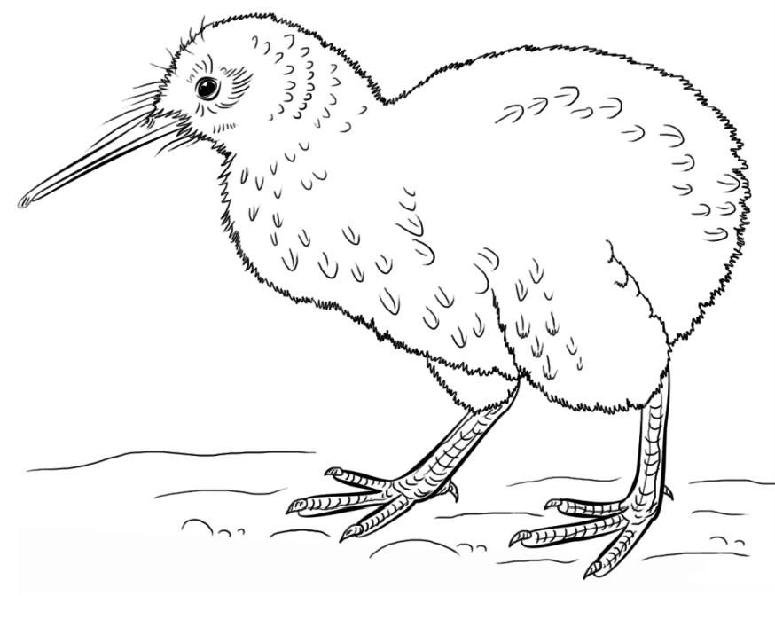 Dibujo de Un pájaro Kiwi para Colorear
