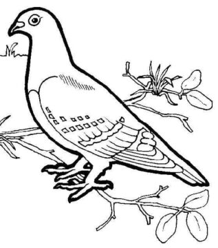 Dibujo de Paloma en Rama para Colorear