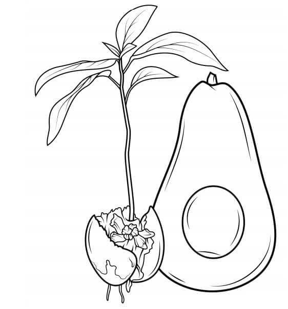 Dibujo de Aguacate y Brotes para Colorear