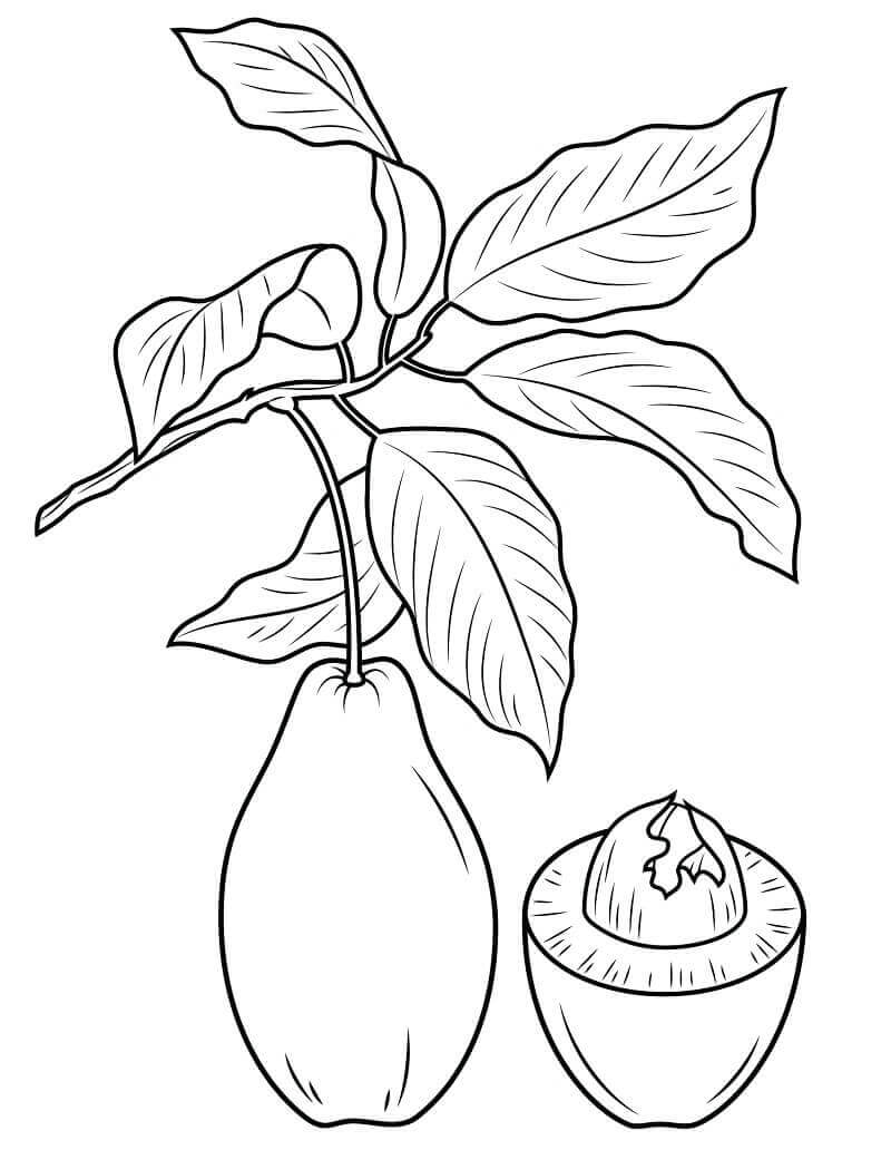 Dibujo de Aguacate y Medio 6 para Colorear