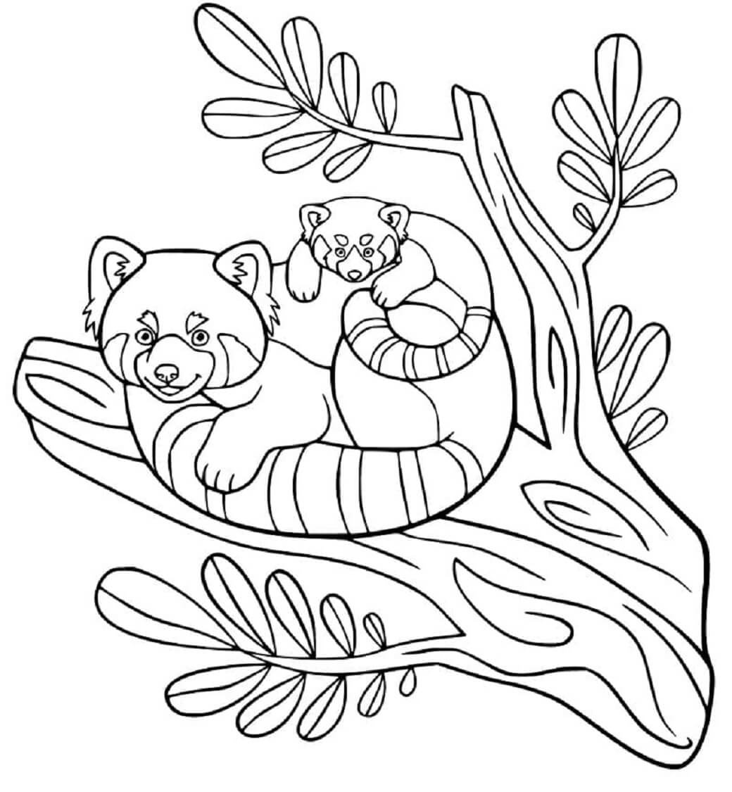Dibujo de Madre y bebé Panda en Rama de árbol para Colorear
