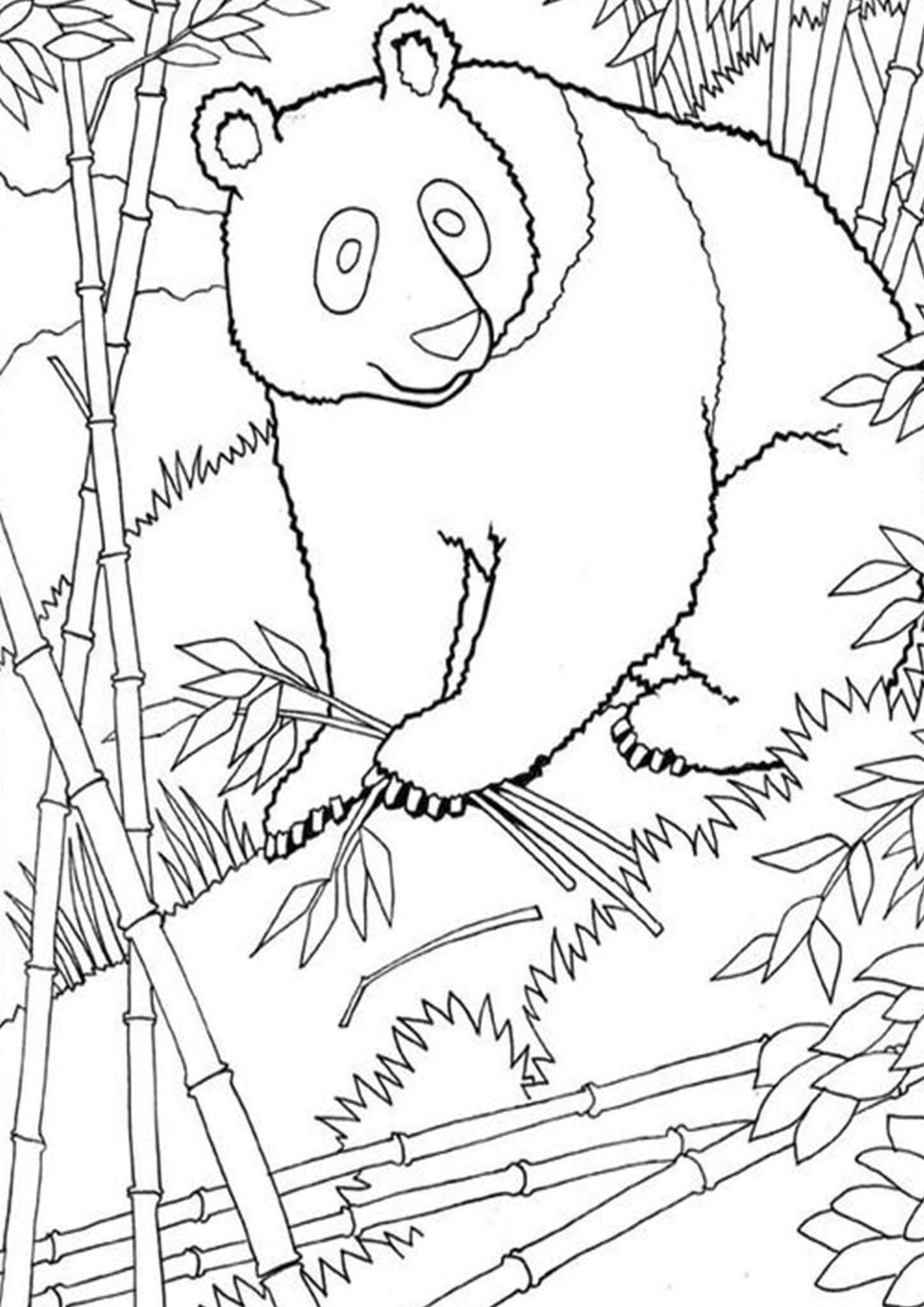 Dibujo de Panda con árbol de bambú para Colorear