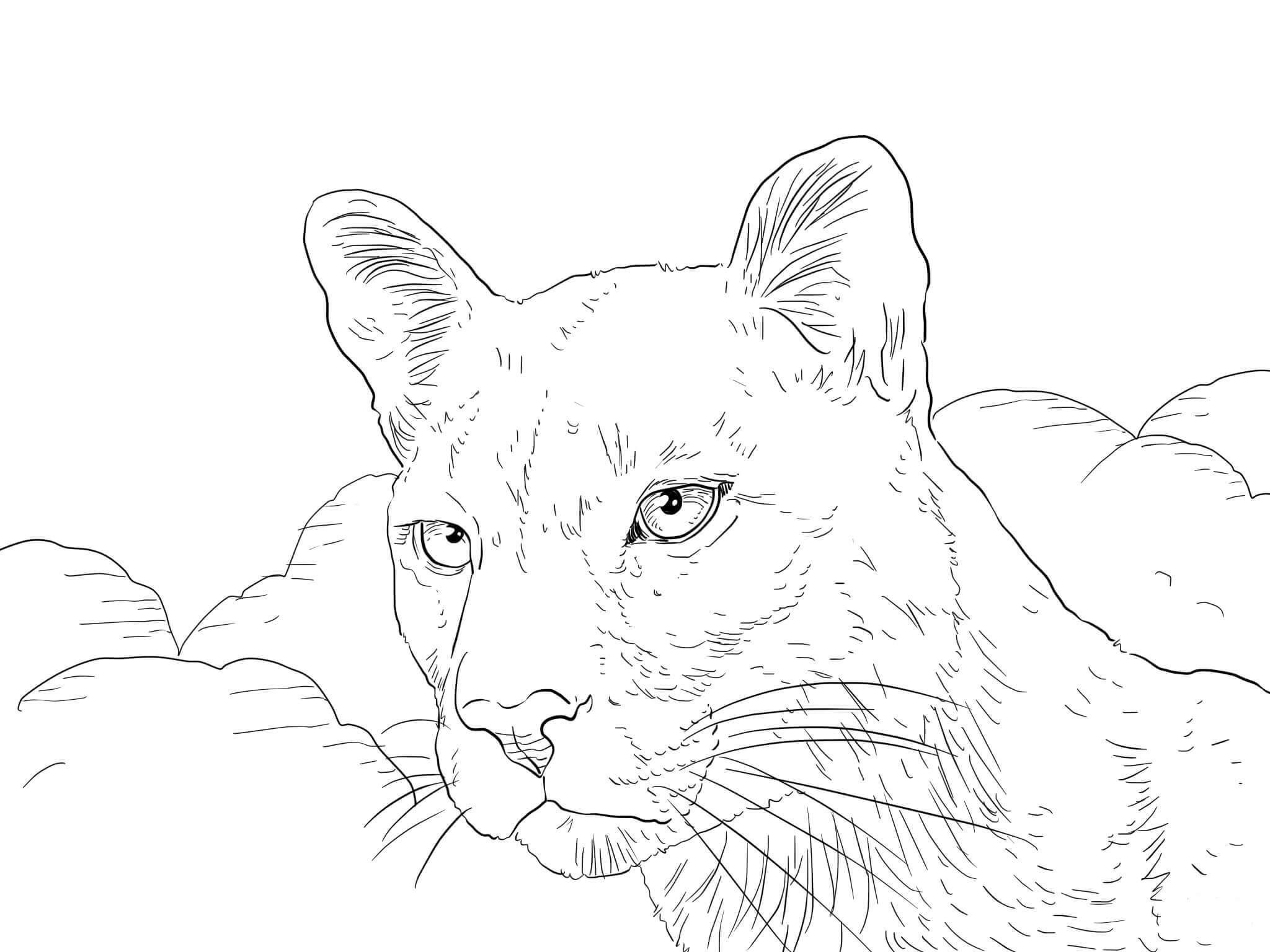 Dibujo de Cara Florida Panther para Colorear