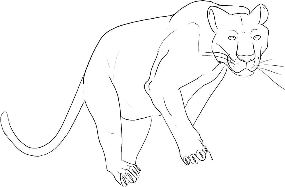 Dibujo de Gran Pantera para Colorear