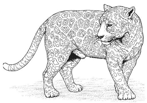 Dibujo de Pantera Normal para Colorear