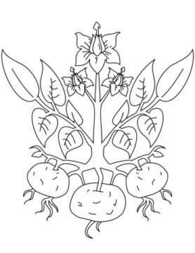 Dibujo de Planta de Papa para Colorear