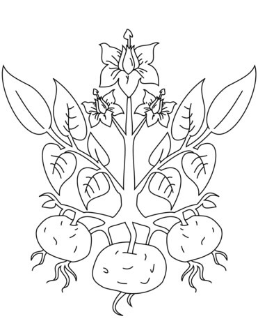 Dibujo de Planta de Papa para Colorear