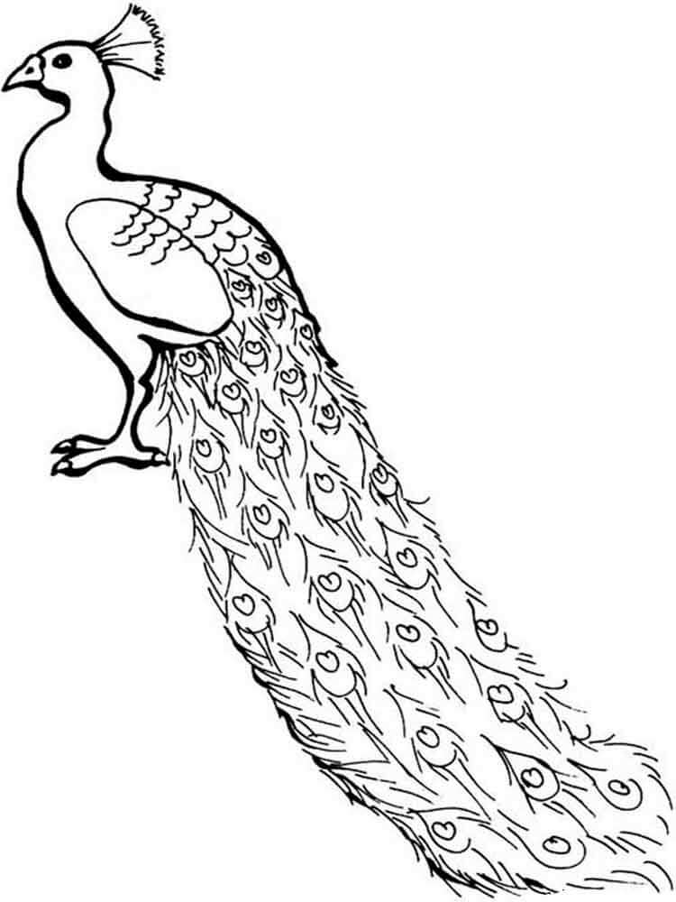 Dibujo de Adorable Pavo Real para Colorear