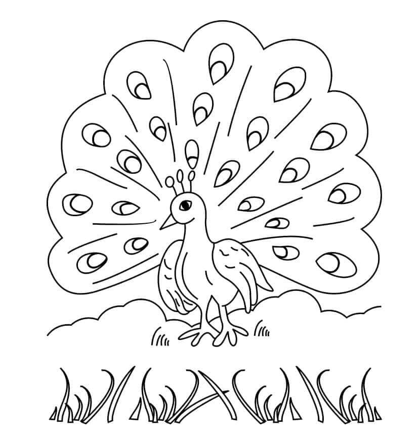 Dibujo de Buen Pavo Real para Colorear