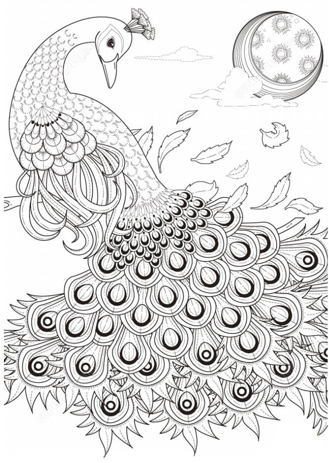 Dibujo de Cara de Pavo Real para Colorear