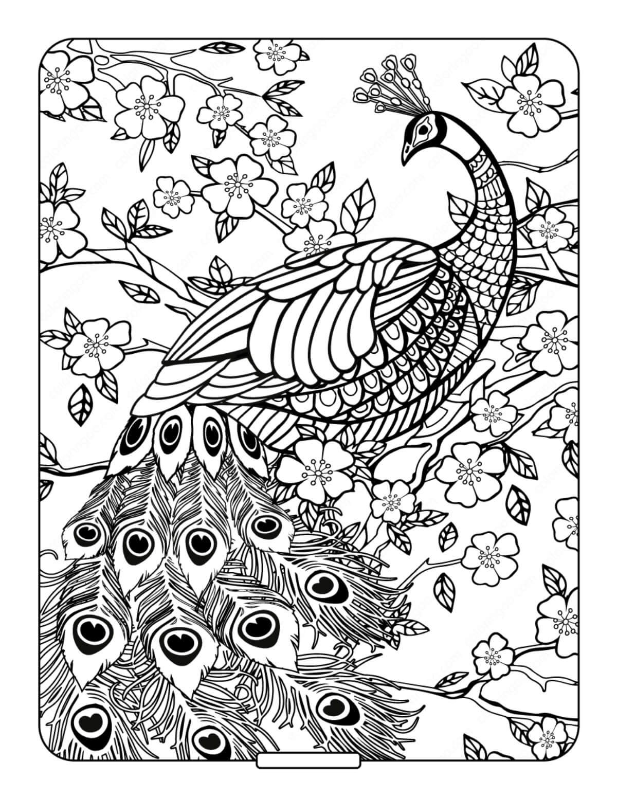 Dibujo de El Pavo Real Es para Adultos para Colorear