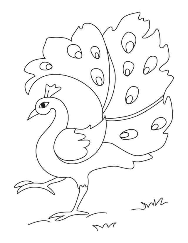 Dibujo de Pavo Real Caminando para Colorear
