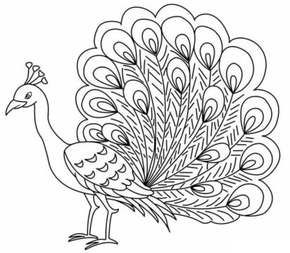 Dibujo de Pavo Real Fresco para Colorear