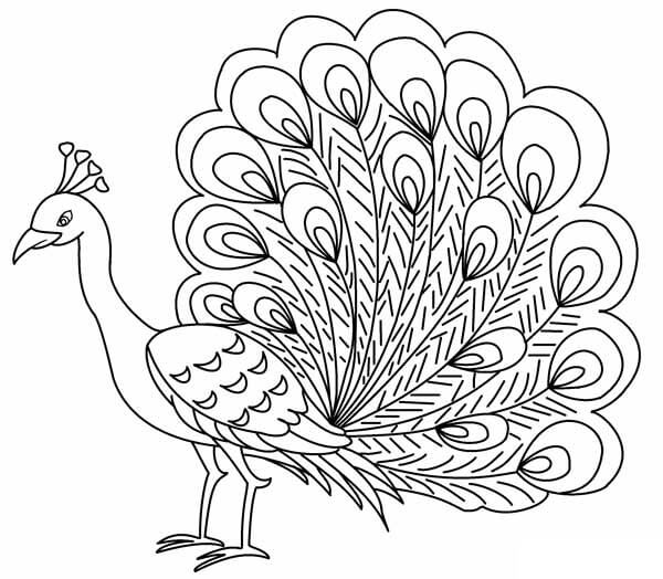 Dibujo de Pavo Real Fresco para Colorear
