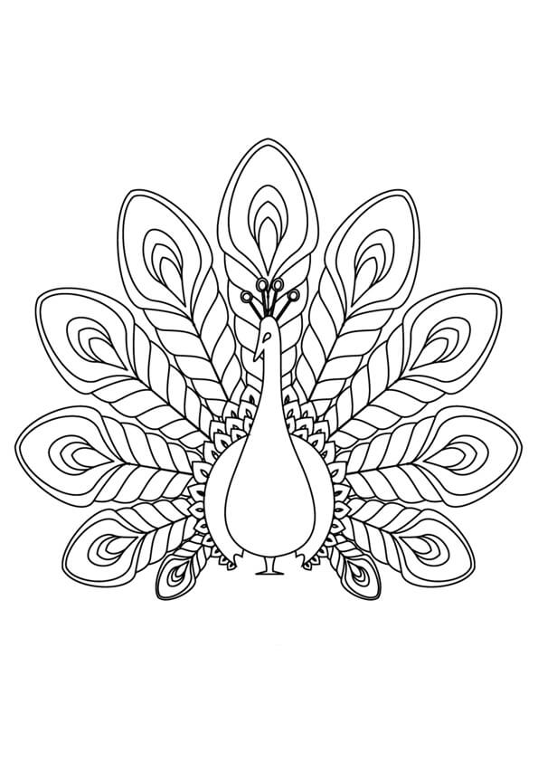 Dibujo de Pavo Real Impresionante para Colorear