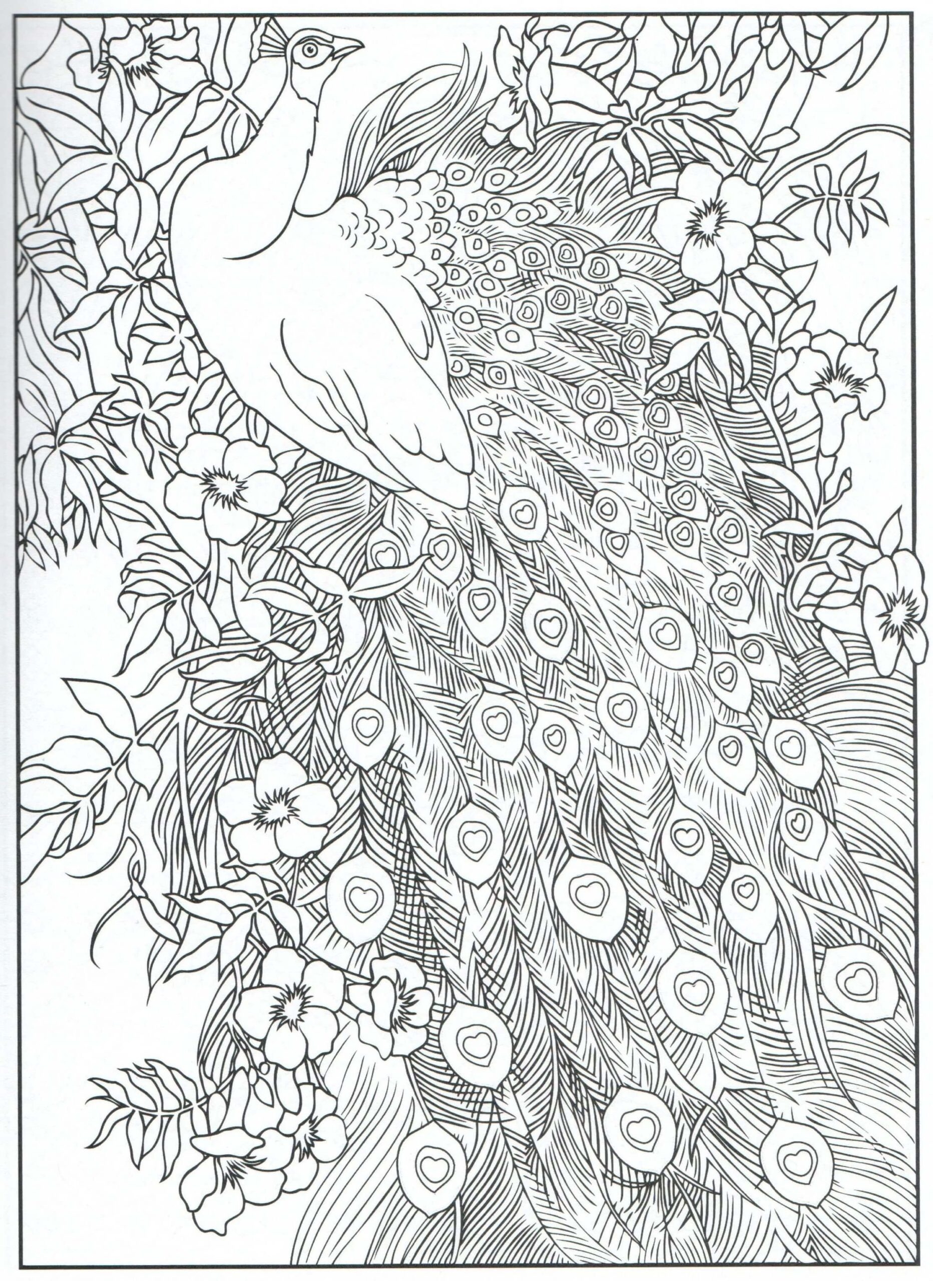Dibujo de Pavo Real Adulto Scaled para Colorear