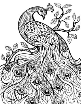 Dibujo de Pavo Real Duro para Colorear