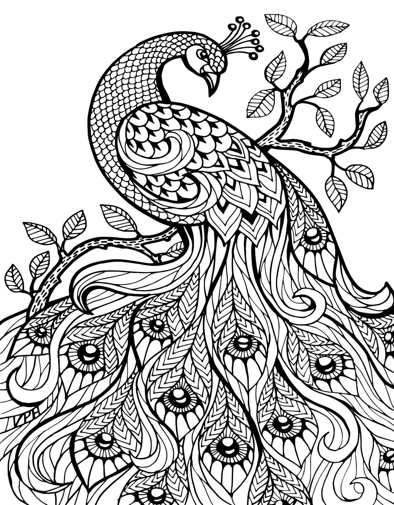 Dibujo de Pavo Real Duro para Colorear