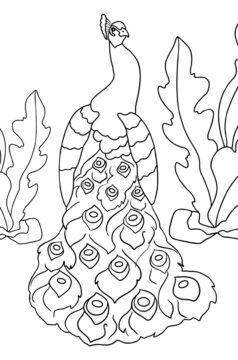 Dibujo de Pavo Real Imprimible para Colorear