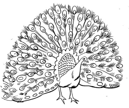 Dibujo de Pavo Real Normal para Colorear