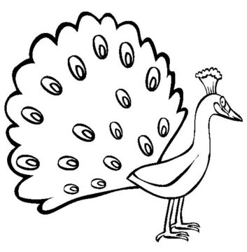 Dibujo de Pavo Real Perfecto para Colorear