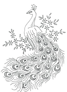 Dibujo de Pavo Real Simple para Colorear
