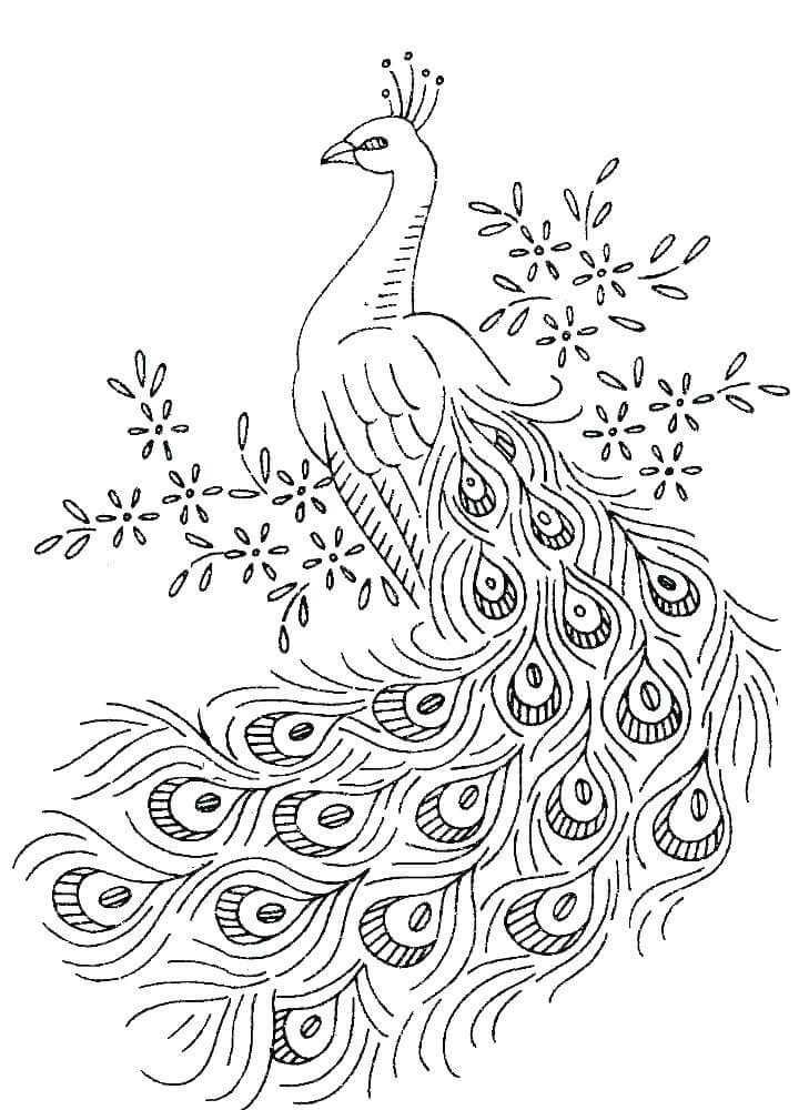 Dibujo de Pavo Real Simple para Colorear