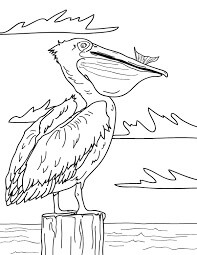 Dibujo de Pelican Comiendo Pescado para Colorear