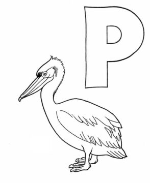Dibujo de Pelican y Letra P para Colorear