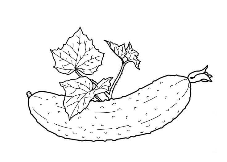 Dibujo de Buen Pepino para Colorear