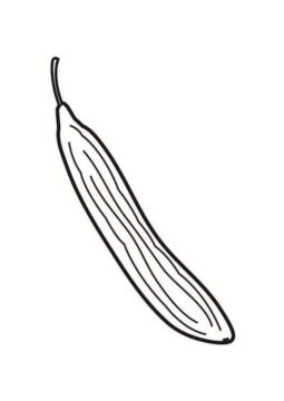 Dibujo de Pepino Largo para Colorear