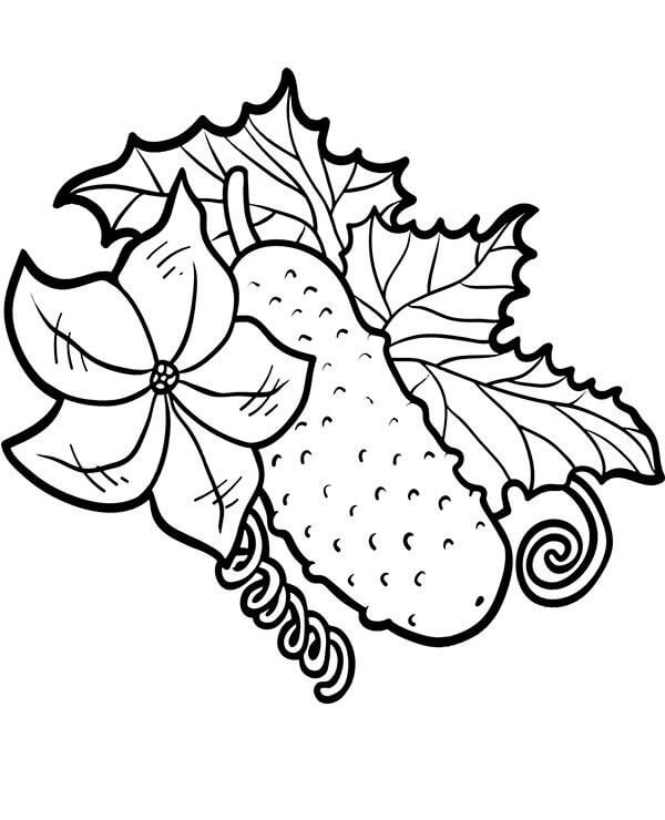 Dibujo de Pepino con Flor y Hojas para Colorear