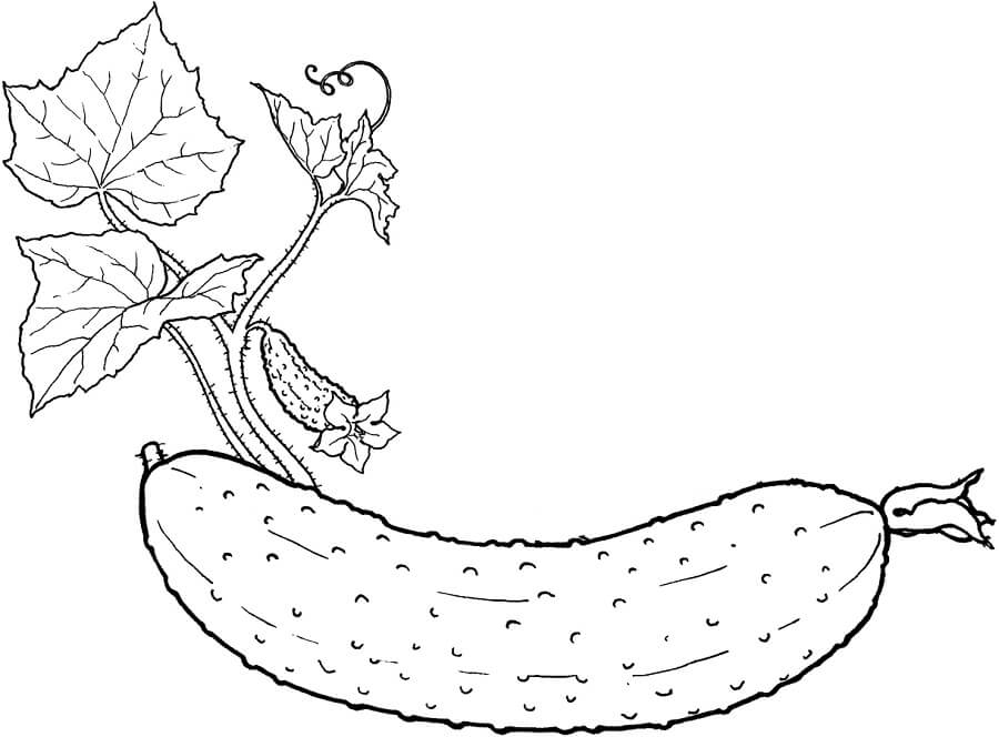 Dibujo de Pepino con Hojas para Colorear
