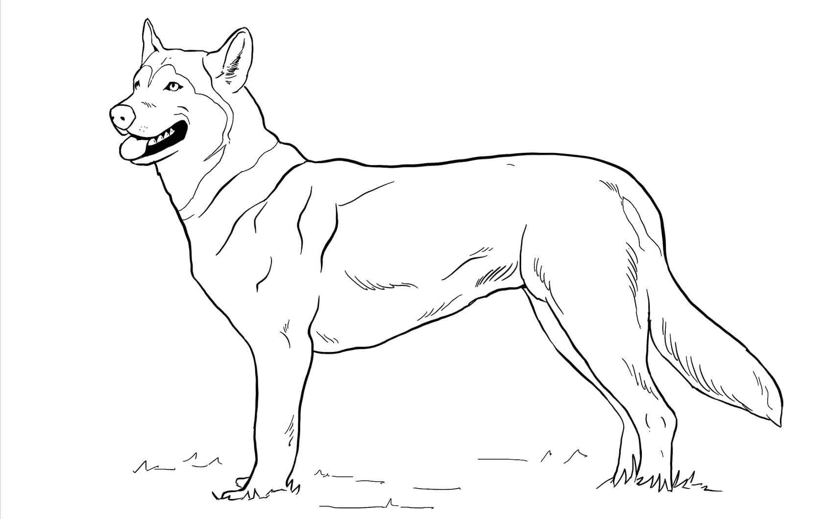 Dibujo de Perro Inuit del Norte para Colorear
