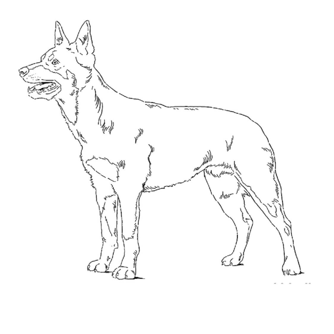 Dibujo de Perro Kelpie para Colorear