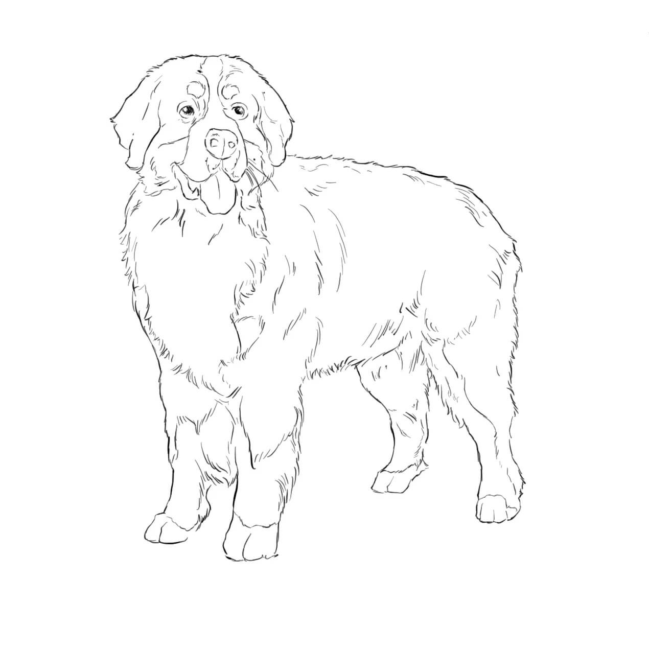 Dibujo de Perro de montaña Birmano Suizo para Colorear