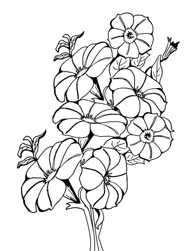 Dibujo de Página para Colorear Agradable de Petunias para Colorear