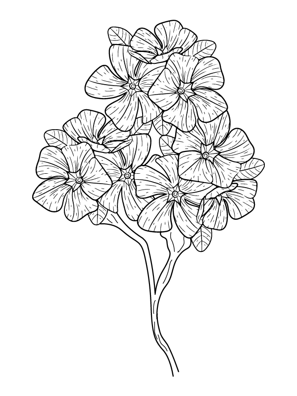 Dibujo de Página para Colorear botánica de Petunia para Colorear