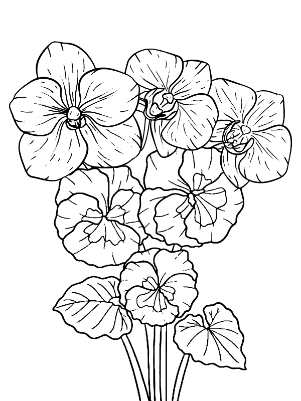Dibujo de Página para Colorear Gratis de Petunia para Colorear