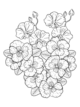 Dibujo de Página para Colorear Gratis de Planta de Petunia Imprimible para Colorear