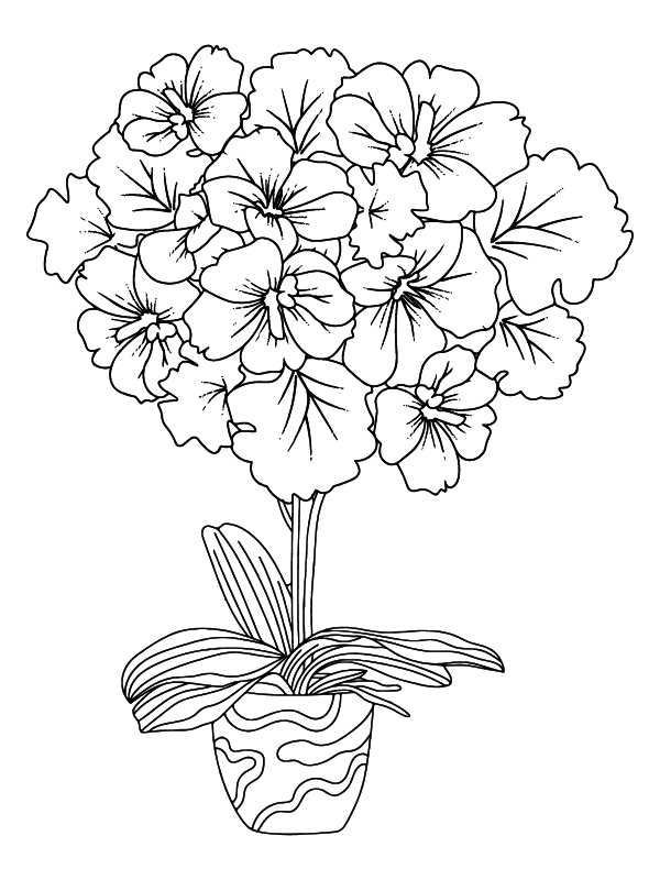Dibujo de Página para Colorear de Flor de Petunia en Floracion para Colorear