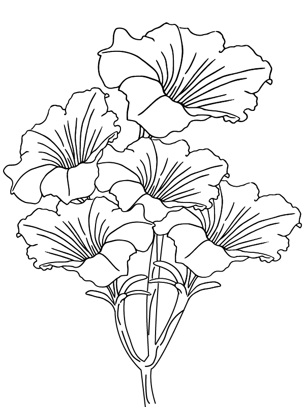 Dibujo de Página para Colorear de Floracion de Petunia para Colorear