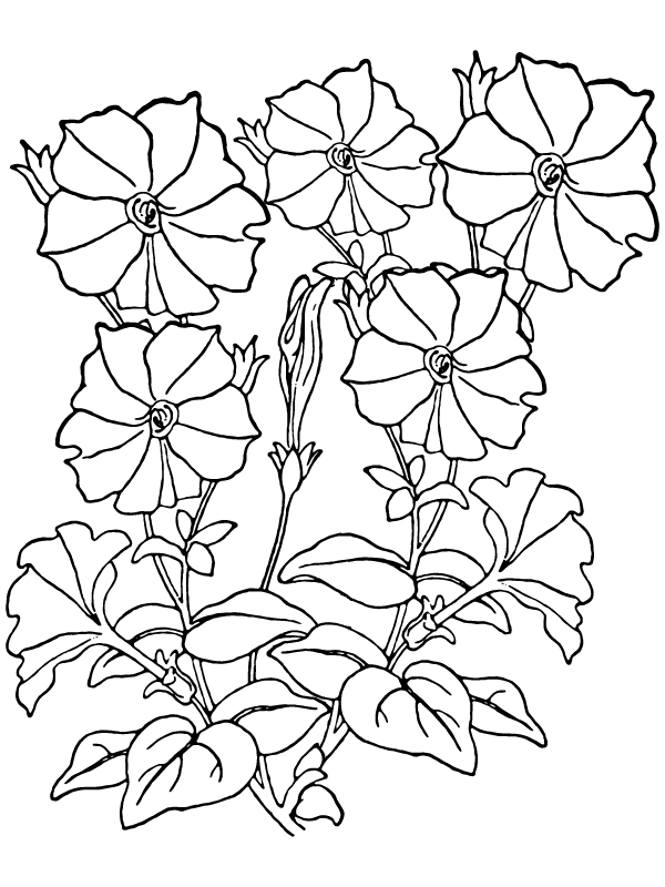 Dibujo de Página para Colorear de Petalo de Petunia para Colorear