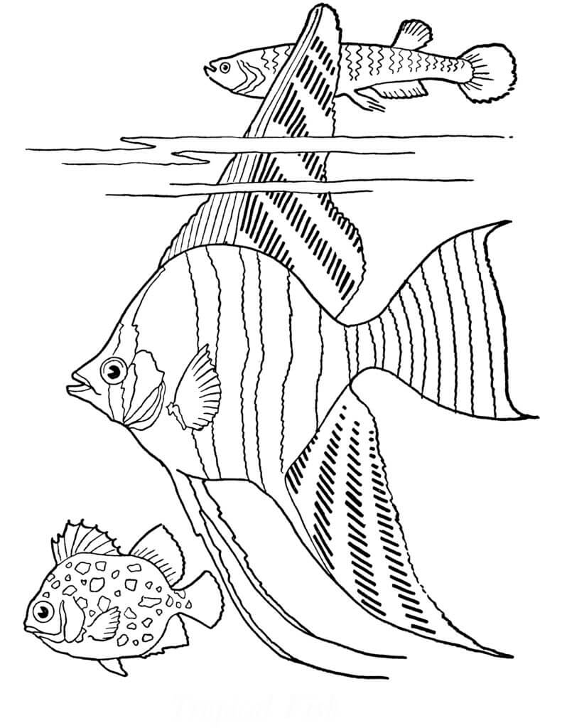 Dibujo de Tres Peces Normales para Colorear